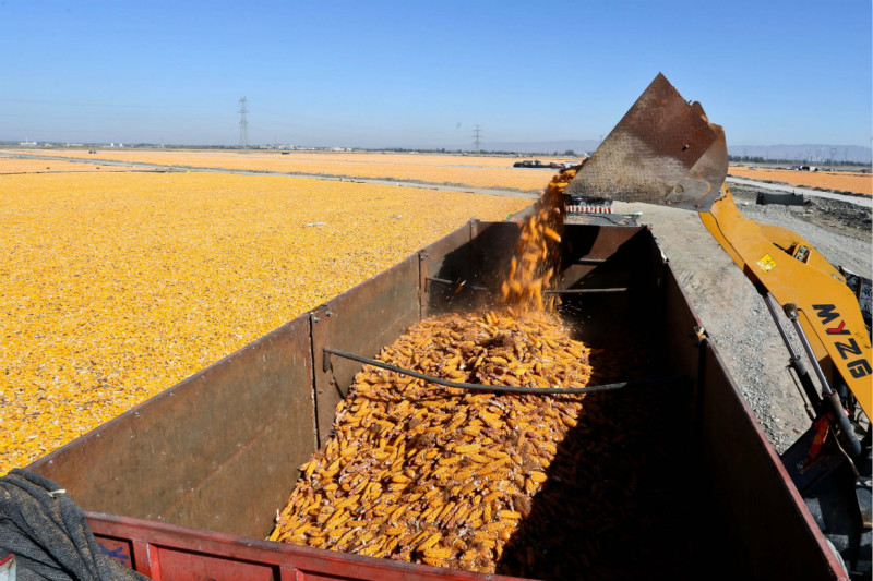 C'est l'heure de la récolte ! Les fermiers font sécher le maïs dans le Gansu 