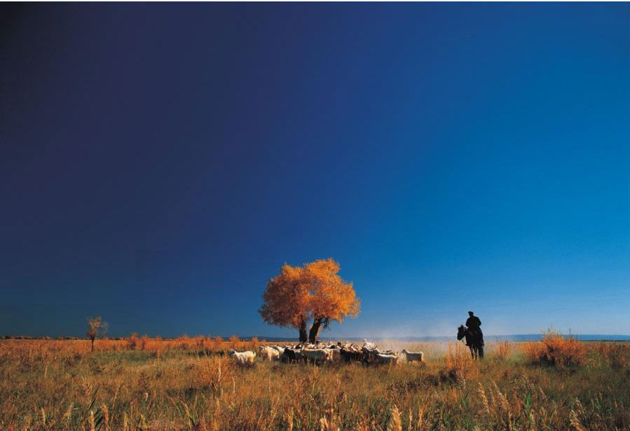 Xinjiang : les peupliers du désert créent des oasis dorées