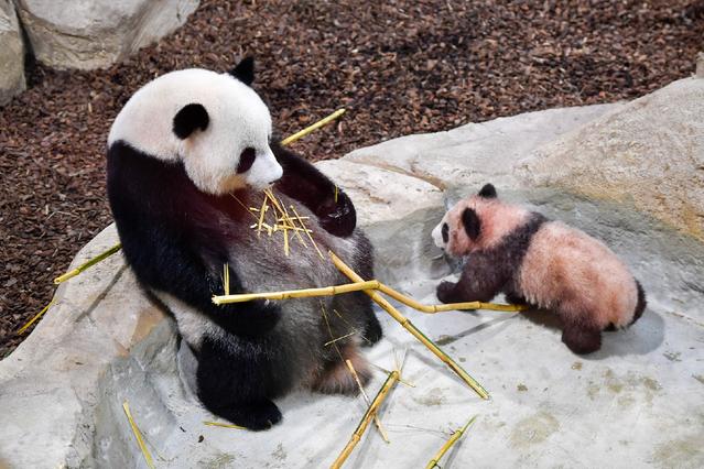 Chengdu : les visiteurs ne pourront plus faire de photos avec les pandas