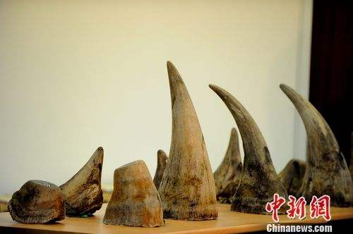 La Chine va interdire la plupart des échanges de produits de rhinocéros et de tigre