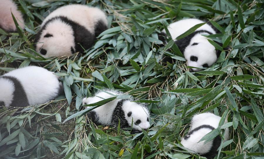 Le nombre de pandas élevés en captivité est passé à 548 dans le monde