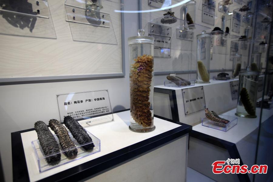 Ouverture du premier musée chinois de l'holothurie dans le Shandong