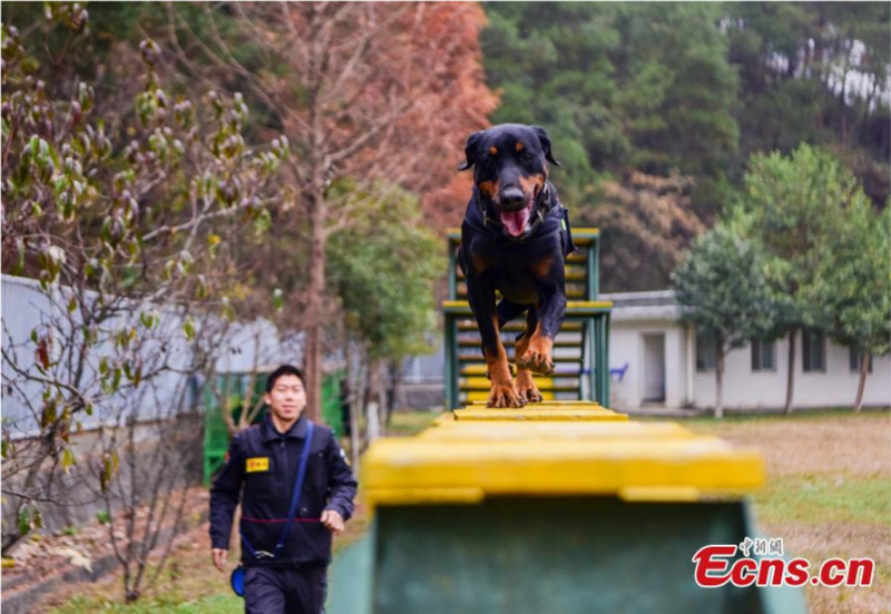 Gros plan sur des chiens policiers en formation