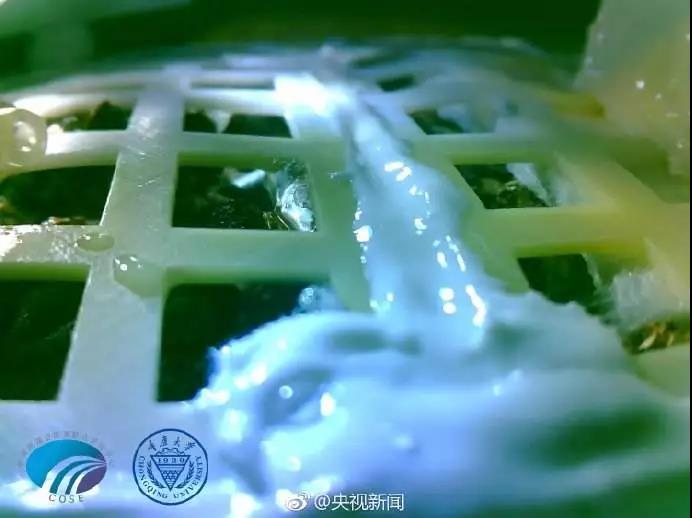 Chang'e 4 réussit à faire germer des graines de coton sur la lune