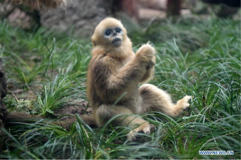 Trois singes dorés rencontrent le public au zoo de Chongqing