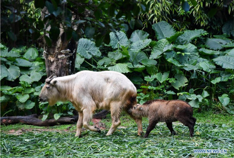 Guangzhou : 7 bébés takins dorés présentés au public au Chimelong Safari Park