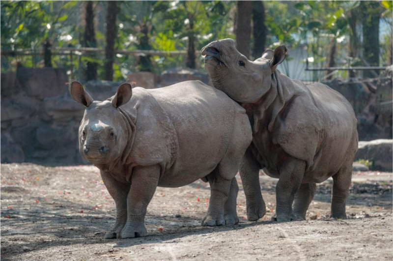 Des rhinocéros asiatiques rares font leurs débuts publics au Parc des animaux sauvages de Shanghai