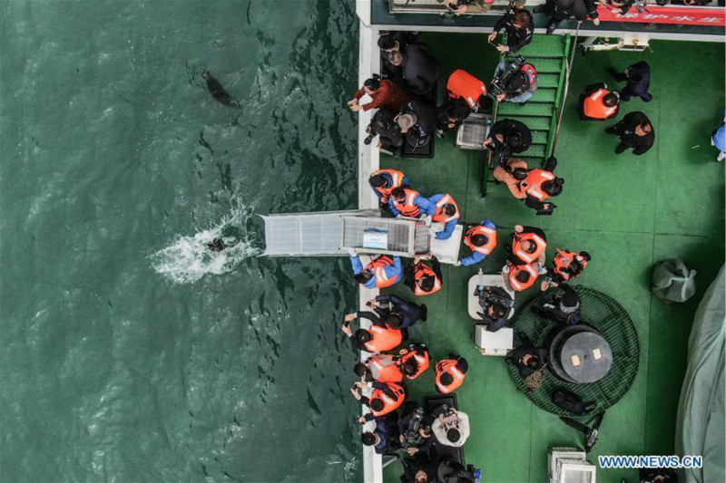 24 phoques rares relâchés en mer dans le nord-est de la Chine