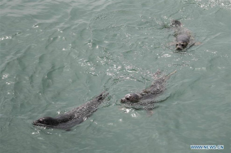 Libération de phoques rares dans le nord-est de la Chine