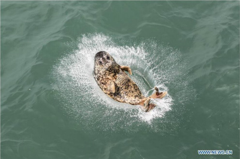 Libération de phoques rares dans le nord-est de la Chine