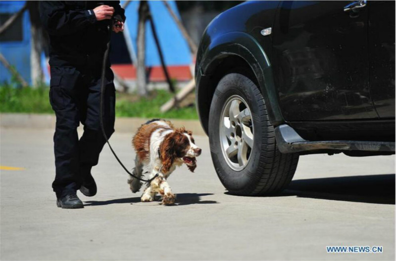 Harbin : des chiens policiers à l'entraînement