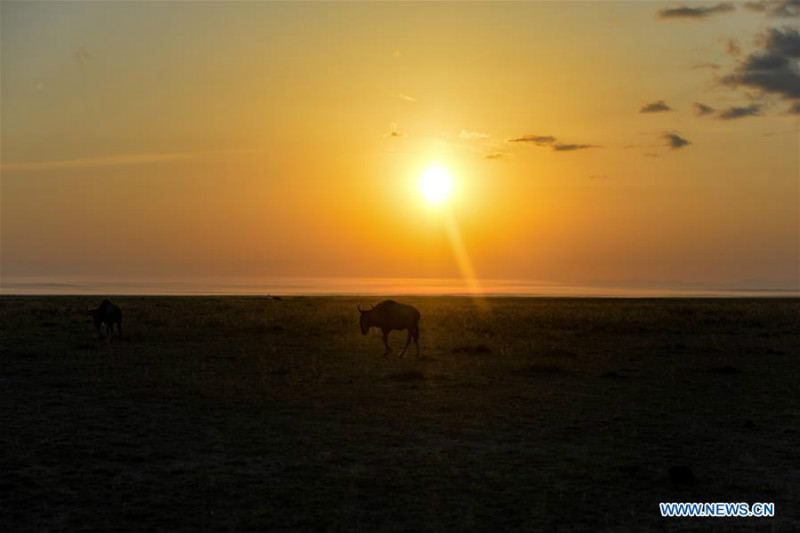 Animaux dans le Parc national d'Amboseli au Kenya