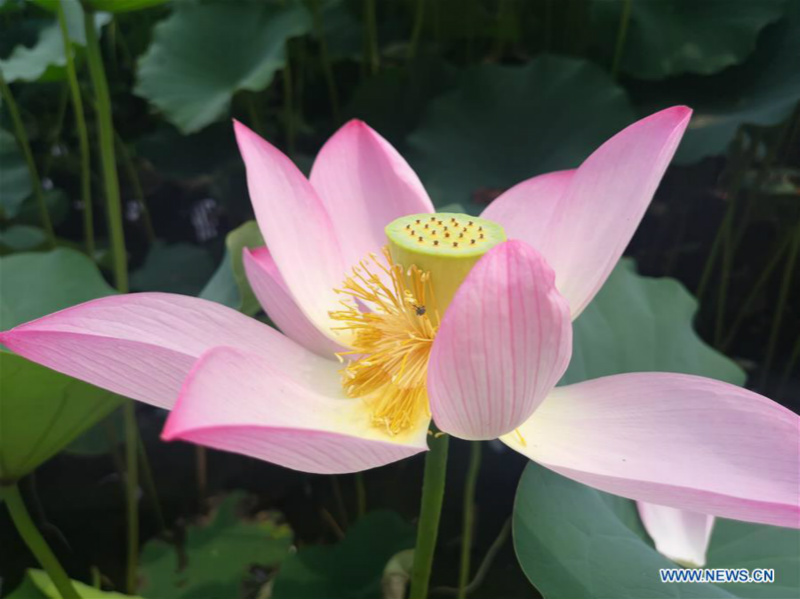 Chine : lotus à Beijing