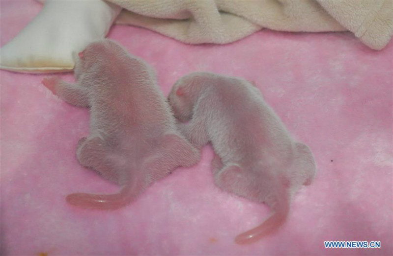 Chine : naissance de jumeaux pandas à Chengdu