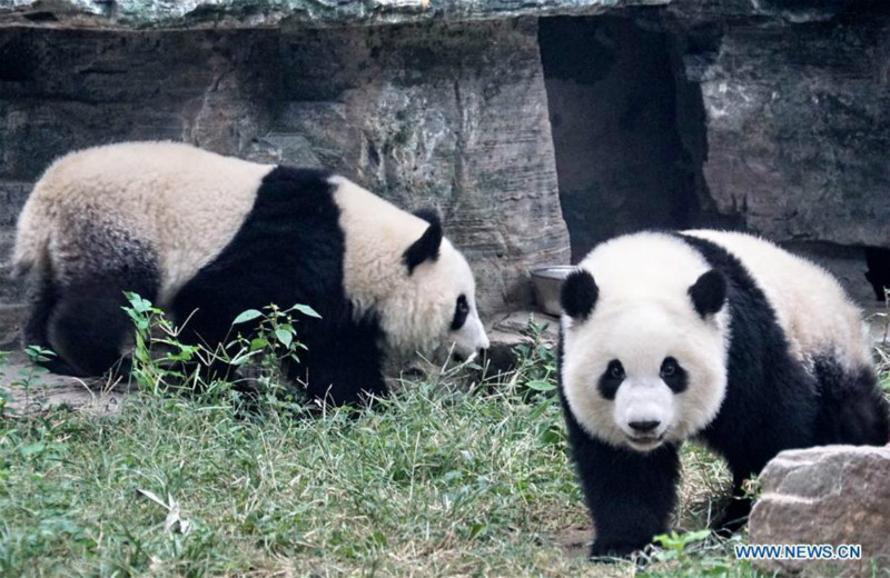 Débuts publics des pandas géants jumeaux Mengbao et Mengyu à Beijing