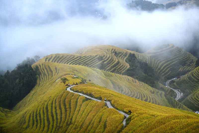 Les rizières dorées du sud de la Chine attirent les touristes 