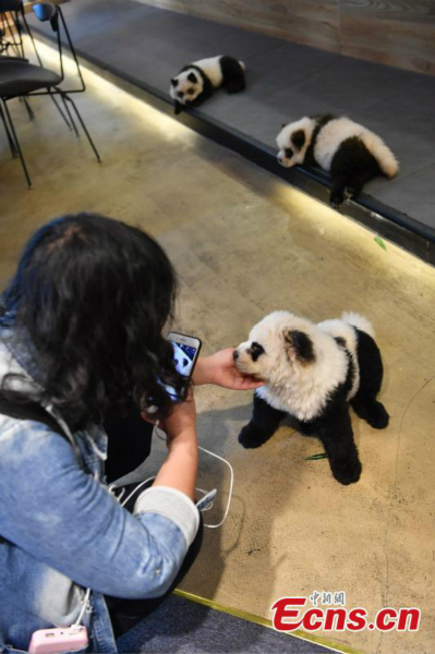 Des chiens ressemblant à des pandas attirent les clients dans un café de Chengdu