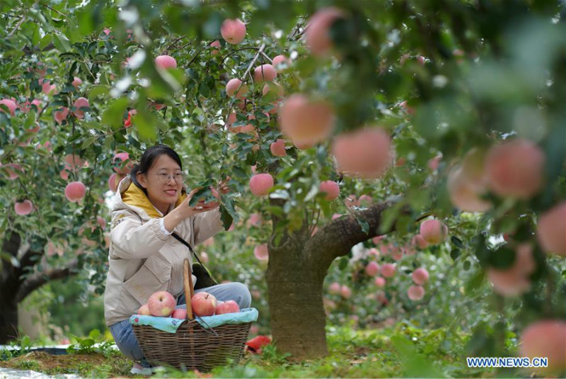 La récolte des pommes à Neiqiu, dans la province du Hebei