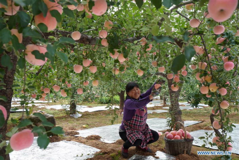 La récolte des pommes à Neiqiu, dans la province du Hebei