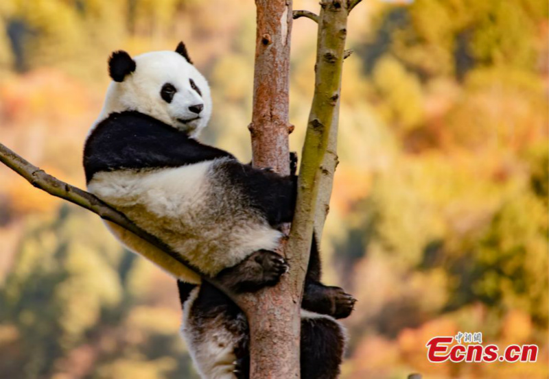 Les pandas géants s'amusent dans la réserve de Wolong
