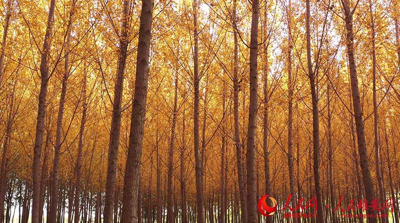 La fin de l'automne dans la Nouvelle Zone de Xiong'an