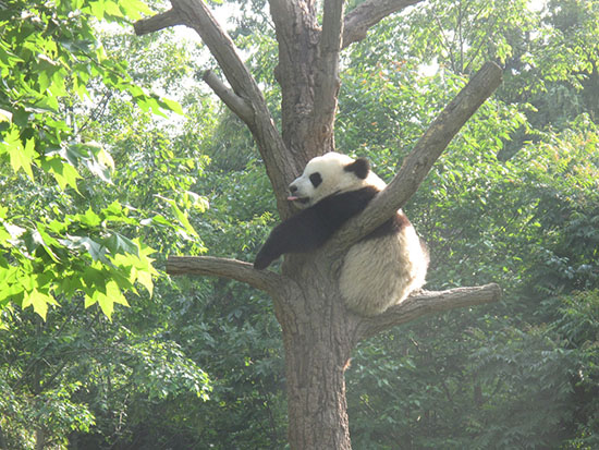 Jiangxi : l'élevage en liberté des pandas géants, c'est pour bientôt !