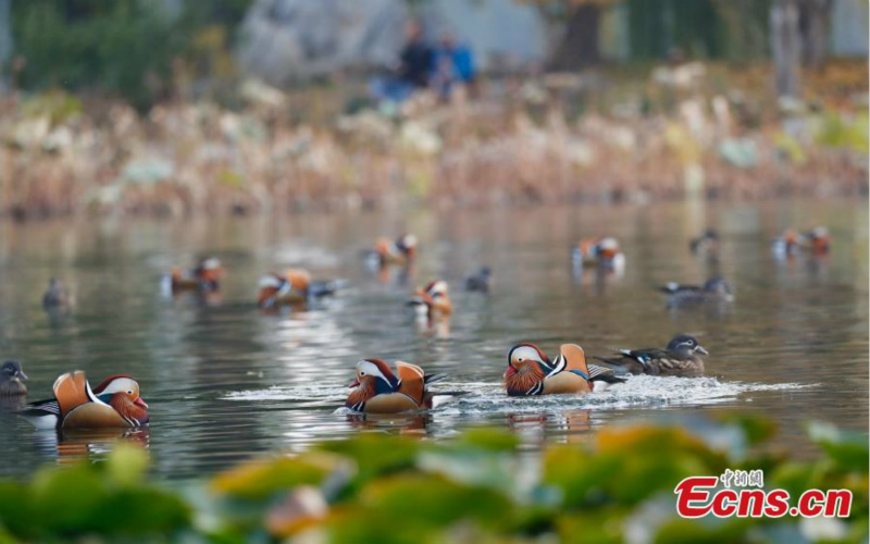 Les canards mandarins attirent les visiteurs dans un parc de Beijing