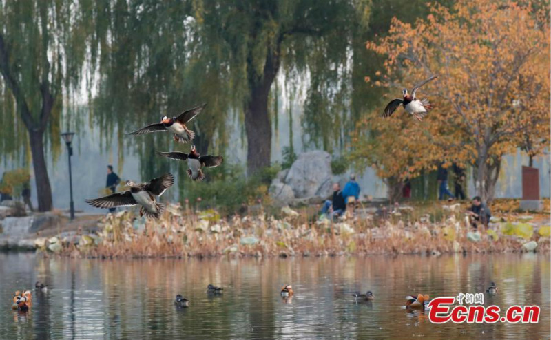 Les canards mandarins attirent les visiteurs dans un parc de Beijing