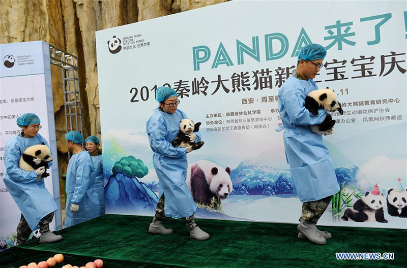 Shaanxi : trois bébés pandas géants rencontrent le public à Xi'an