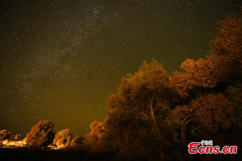 Xinjiang : le charme unique de la forêt du désert par une belle soirée étoilée