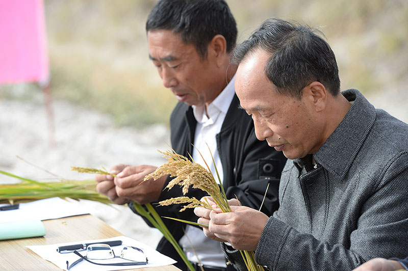 Le rendement d'essai du riz en eau salée offre des perspectives prometteuses pour les terres difficiles