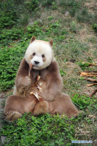 Chine : adoption de l'unique panda géant brun en captivité au monde