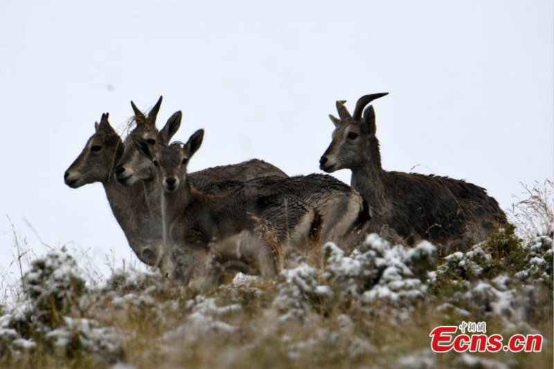 Des rares bharals aperçus en haute montagne dans le Qinghai