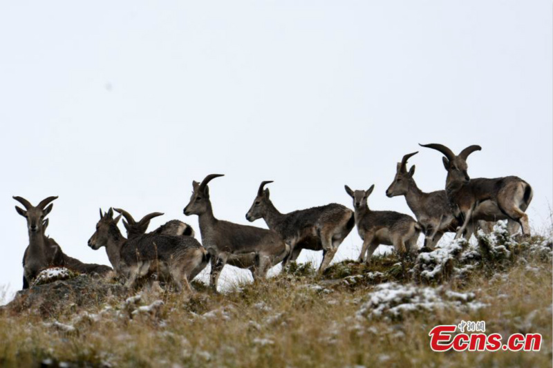 Des rares bharals aperçus en haute montagne dans le Qinghai
