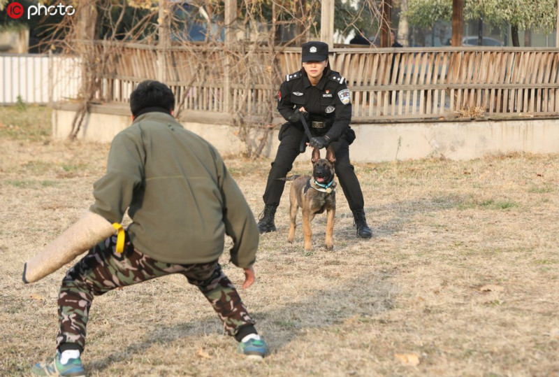 Six chiens clonés rejoignent la police à Beijing