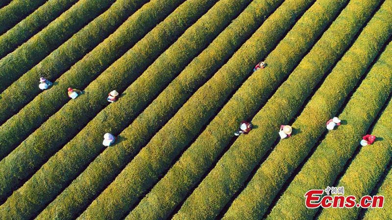 Jiangxi : une plantation de thé se développe de manière écologique