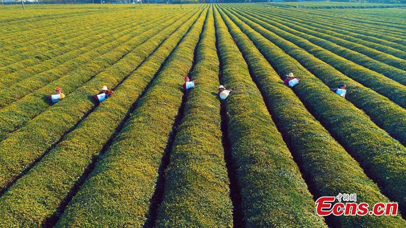 Jiangxi : une plantation de thé se développe de manière écologique