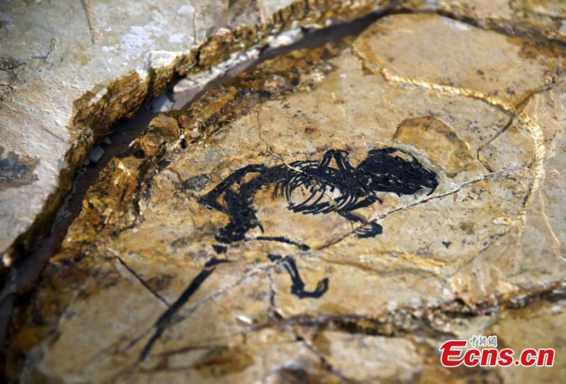 Découverte d'une nouvelle espèce de mammifères de type rongeur dans des fossiles