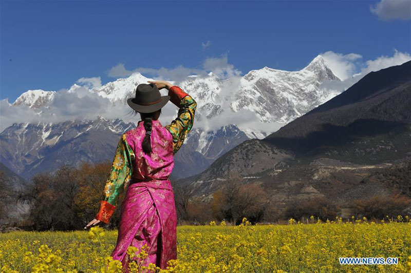 Tibet : le paysage fleuri des champs de colza