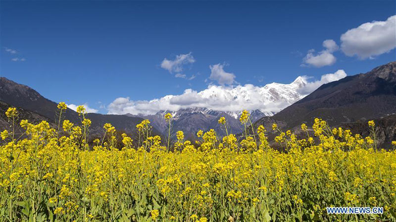 Tibet : le paysage fleuri des champs de colza