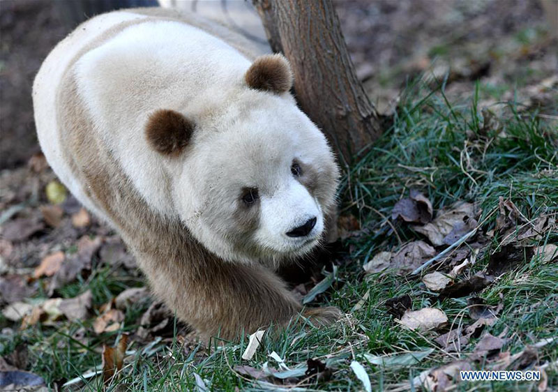 Qizai, un rare panda géant brun et blanc de la base de recherche de Qinling à Xi'an