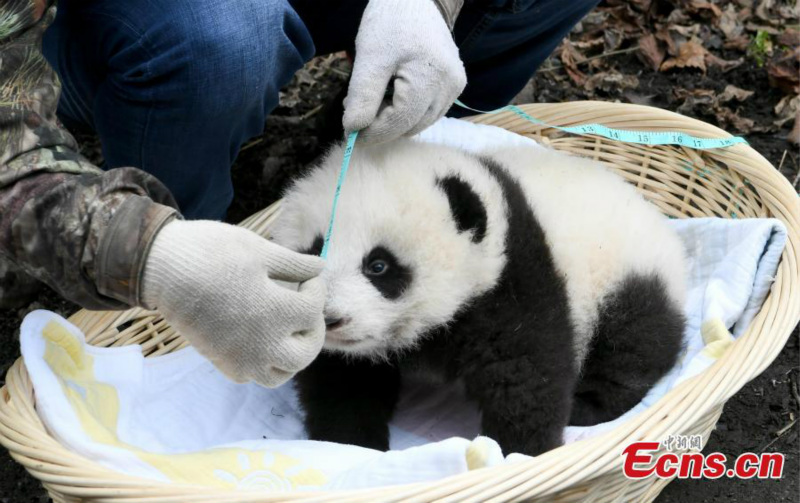 Une mère panda revient au centre après s'être accouplée dans la nature