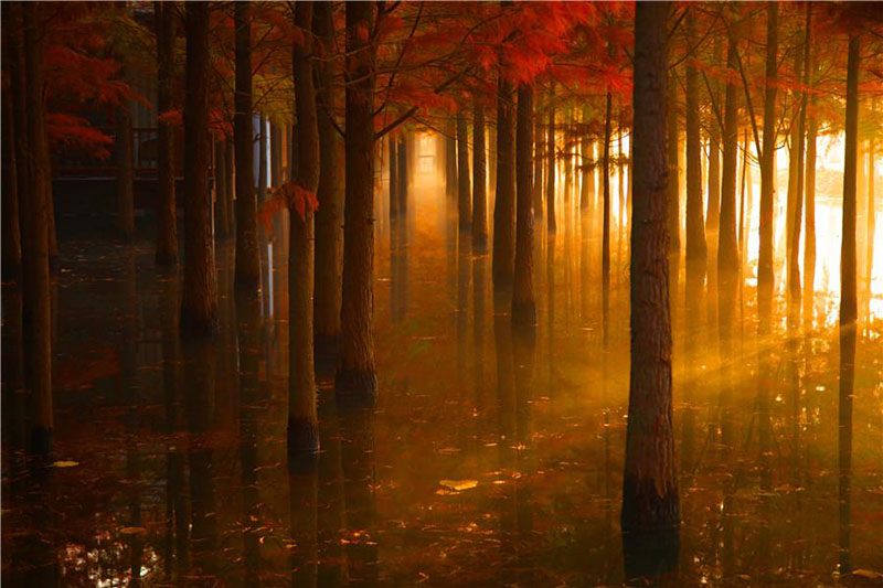 Hubei : les séquoias à l'aube, une vue éblouissante