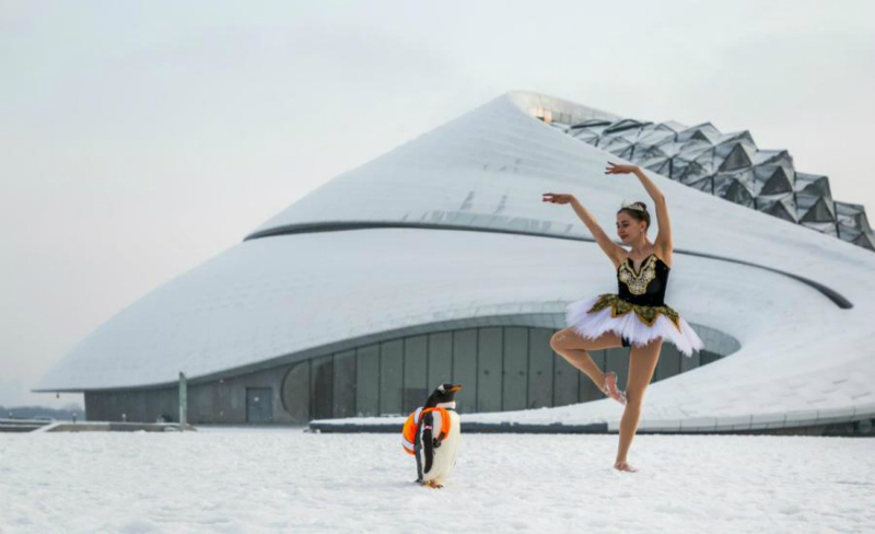 Un manchot danse avec un « cygne » russe au Grand Théâtre de Harbin