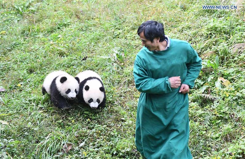 Le zoo de Chongqing organise une fête d'anniversaire pour quatre petits pandas de six mois