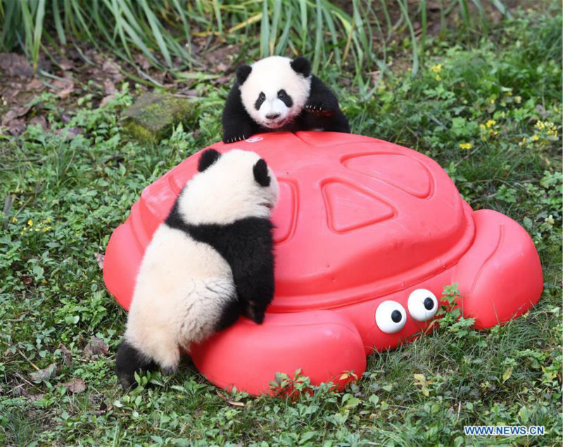 Deux paires de pandas jumeaux célèbrent leur demi-anniversaire dans le sud-ouest de la Chine