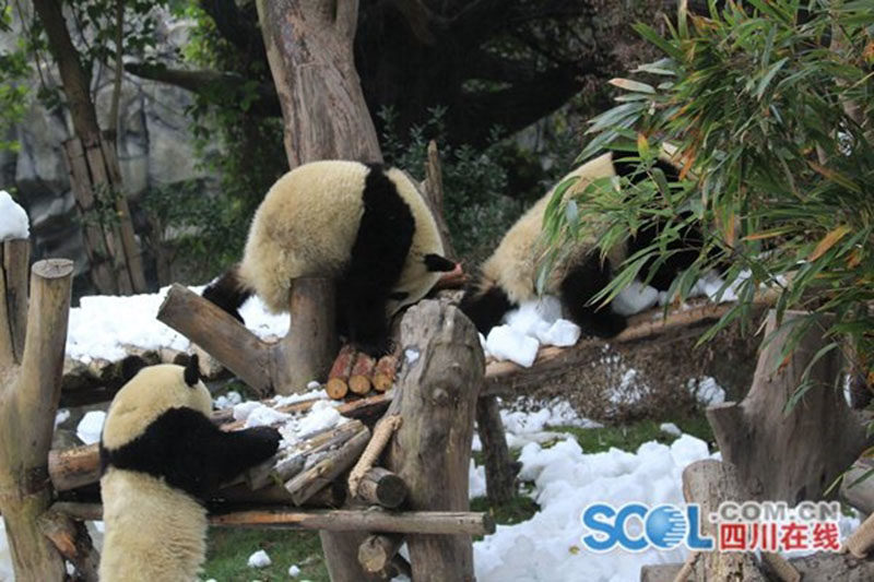 Les pandas géants jouent dans la neige à Chengdu
