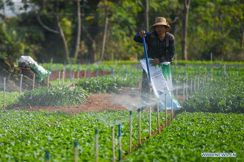 Hainan : les travaux agricoles de printemps à Haikou