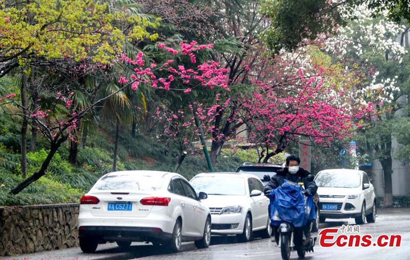 Hubei : les fleurs de cerisier s'épanouissent à l'Université de Wuhan