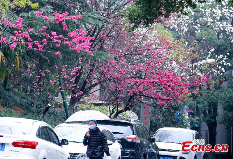 Hubei : les fleurs de cerisier s'épanouissent à l'Université de Wuhan